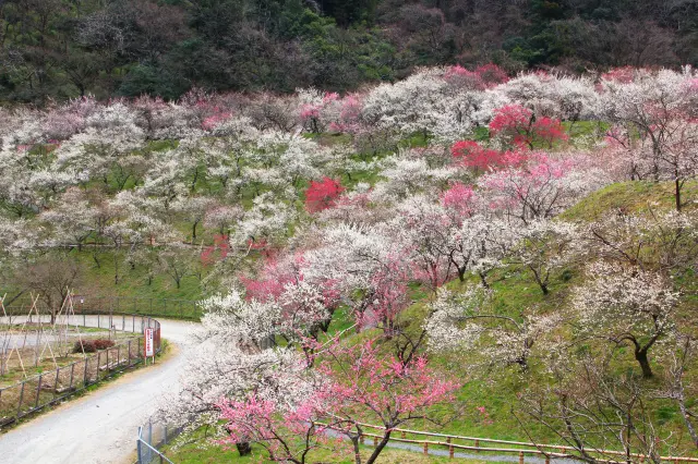 About 10,000 red and white plum blossoms are fragrant.