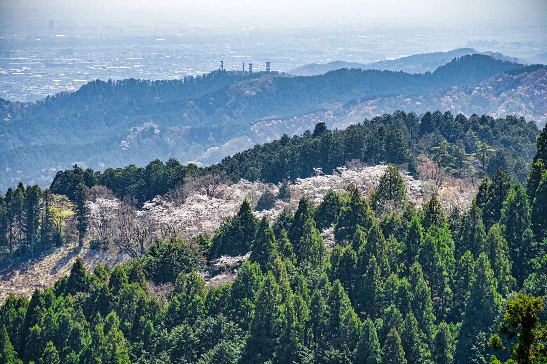 Spring Hiking Guide to Mt. Takao - Heart-Stirring Cherry Blossoms