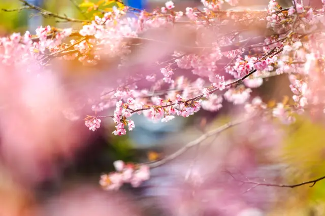 The cherry blossoms lining the river create a picturesque and tranquil atmosphere, adding an elevated air to any stroll.