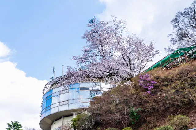 Take a moment to relax while enjoying the cherry blossoms that brighten the area around Takaosan Station.