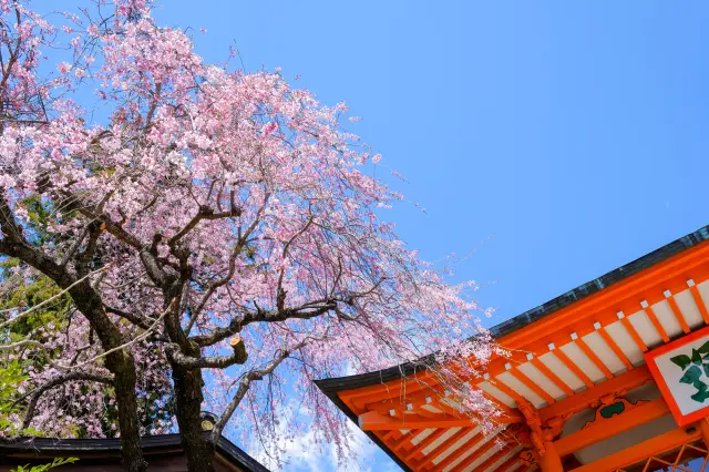 The weeping cherry blossom tree in front of the Niomon Gate is a popular photo spot.