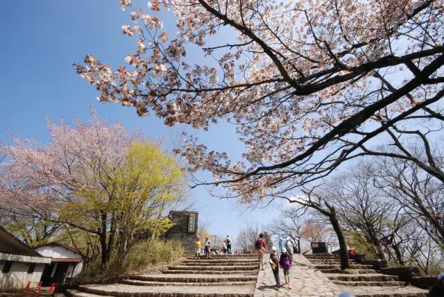 Yamazakura: a unique bloom distinct from Somei Yoshino