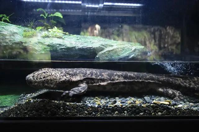 緩緩游動的大山椒魚是京都水族館的動物明星！