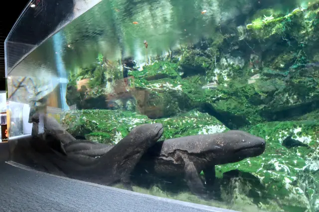 近距離感受世界最大型兩棲生物的神奇魅力吧