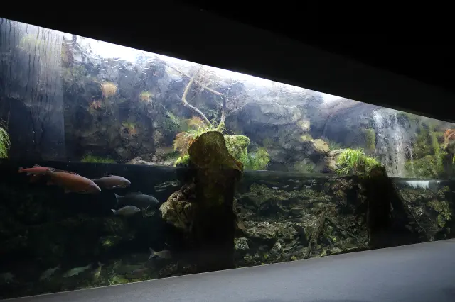 展現京都清澈的「由良川」風貌的「京之川區」的大型水槽