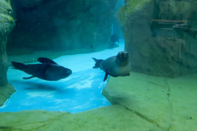 海狗動感十足的泳姿讓人看得目不轉睛！