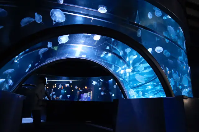 【京都水族館完整指南】從京都站步行即可前往，能欣賞豐富自然景觀的樂園