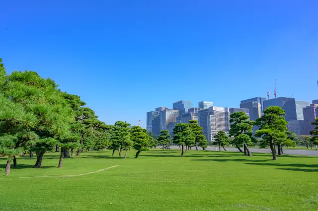 大都会のビル群に囲まれた都会のオアシス皇居外苑