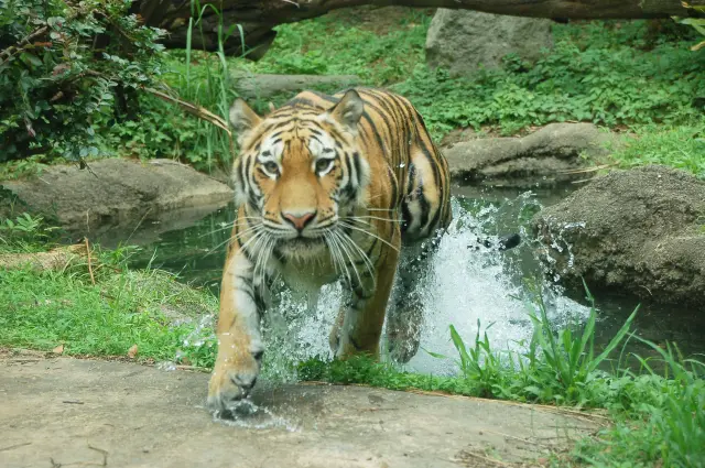 充分利用到津豐富的大自然、「對人、對動物、對自然友善」的動物公園