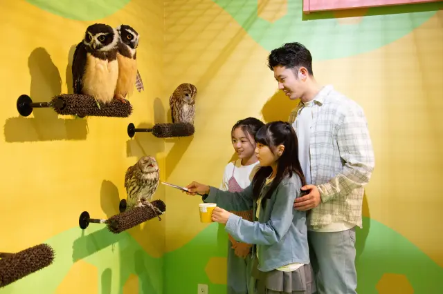 Observe several species of owls up close.