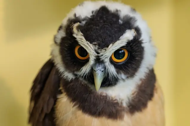 Note that owls cannot be touched.