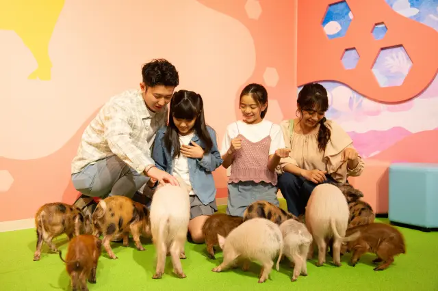 Gently petting is allowed, but lifting is prohibited.