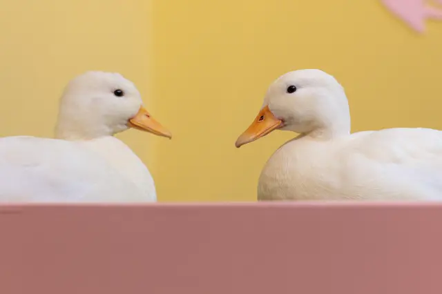 The one on the left is Mill, and the one on the right is Rook. Can you tell them apart?