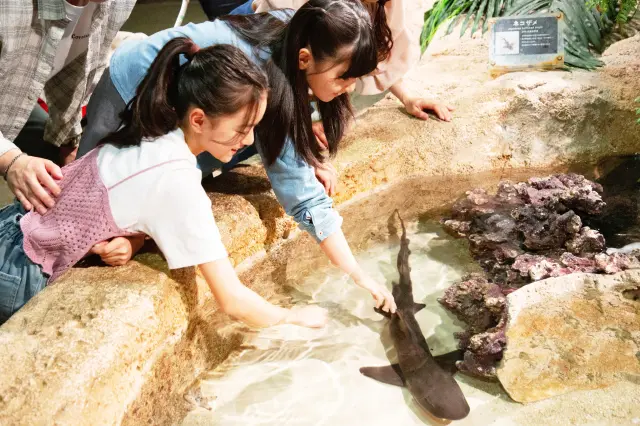 タッチプールの岩場に隠れるサメやヒトデに触れてみよう