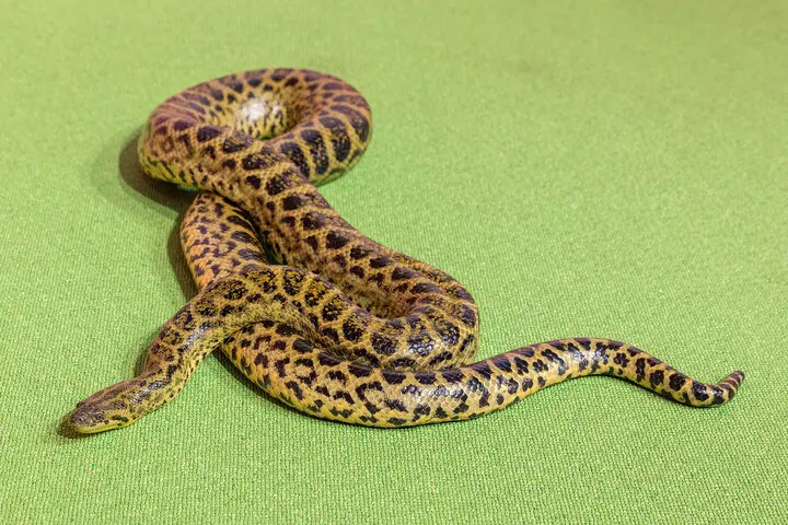 新しく仲間入りしたイエローアナコンダ