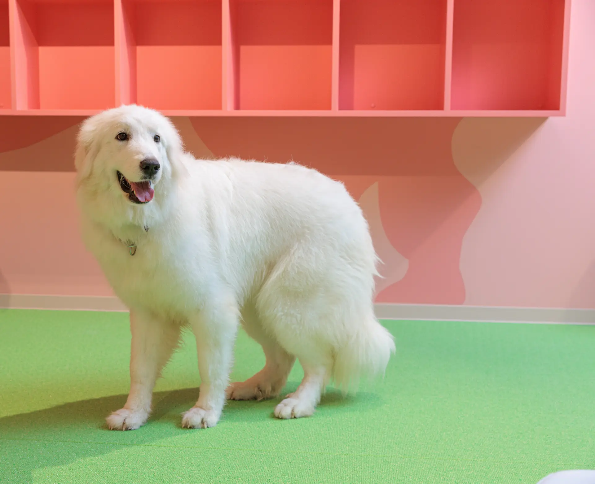 グレート・ビレニーズの「モチ」