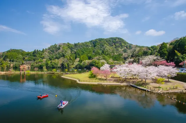 春は湖畔に咲く桜をボートから鑑賞することもできる