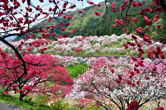 紅・白・粉紅的繽紛色彩點綴著春季的阿智村