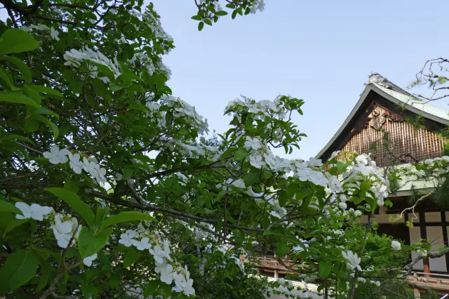 瓊花點綴下的春日唐招提寺