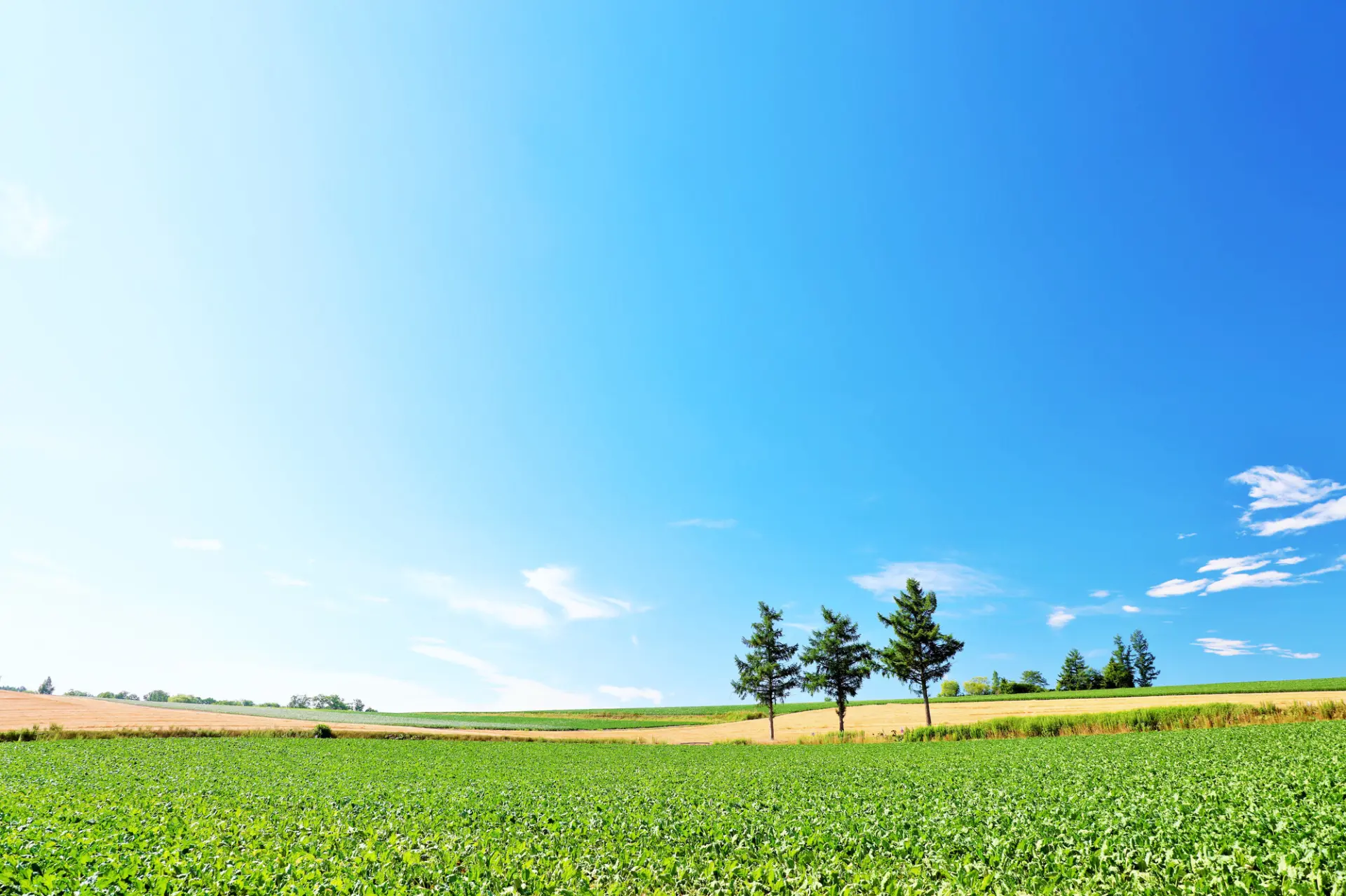 【ジッポライター】safety summer hokkaido Hokkaido in summer! 🫶🏻🇯🇵✨ #ZiggyLangNgZiggy | Facebook