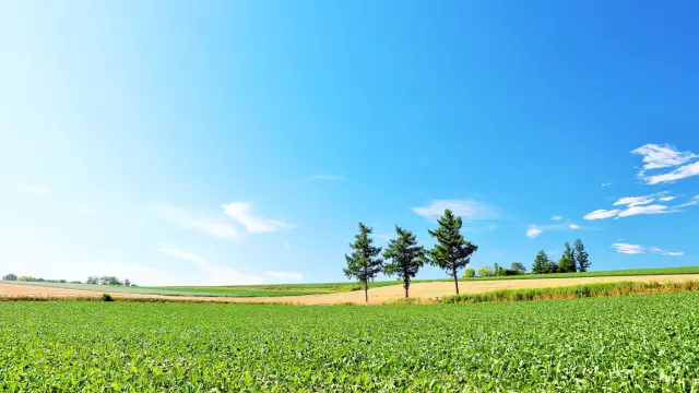 夏の北海道を楽しみ尽くす観光ガイド