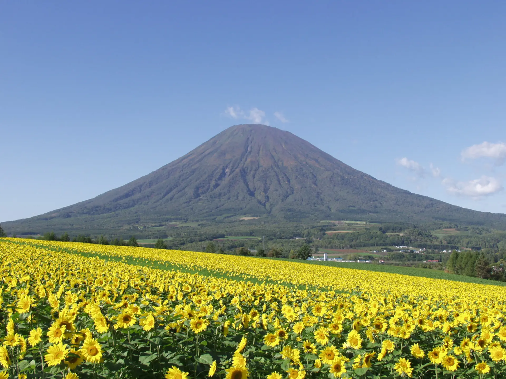晴れた日の羊蹄山とひまわりが織りなすSNS映えする絶景