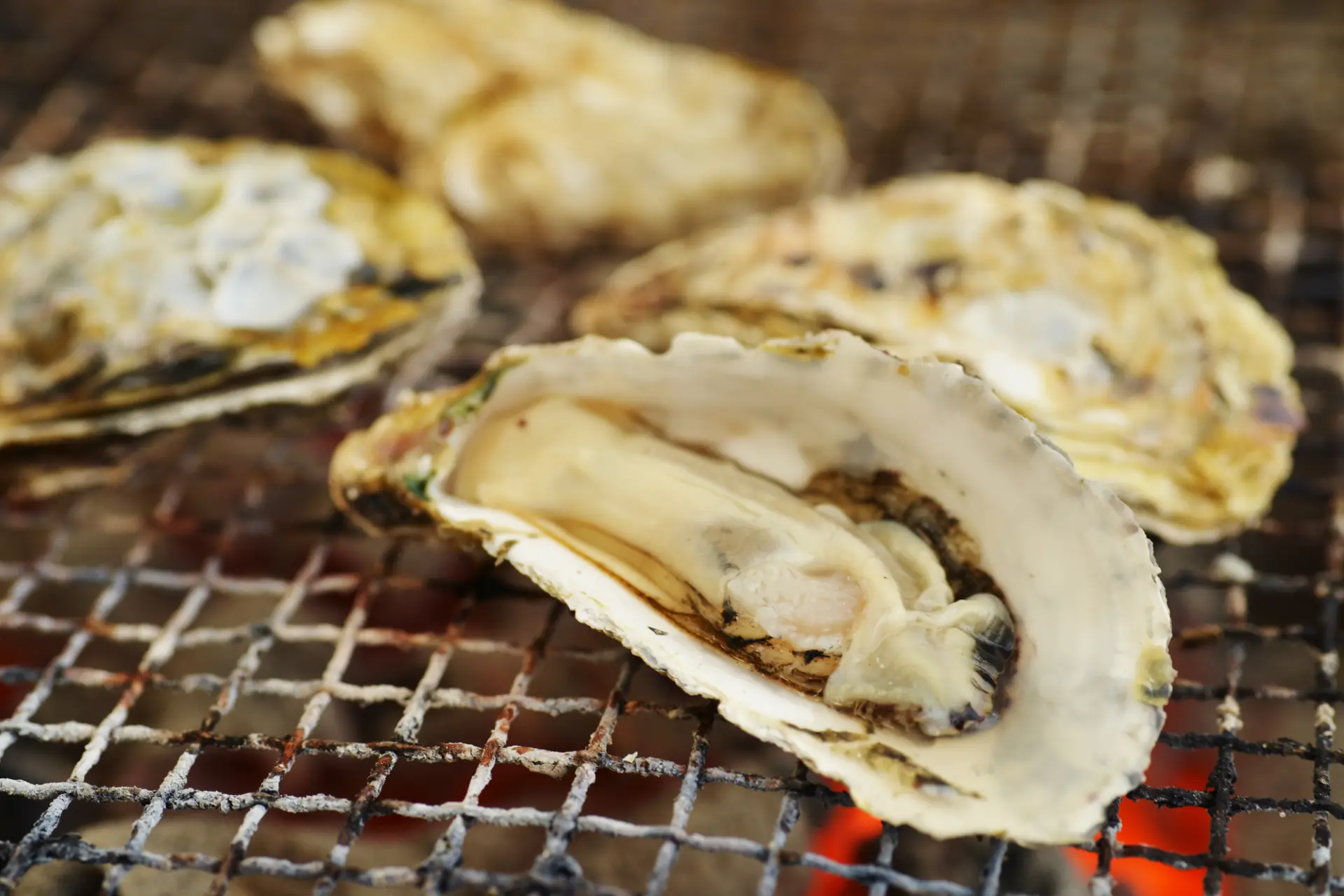 糸島牡蠣連殼放上炭火燒烤，待外殼打開後便是最佳享用時機