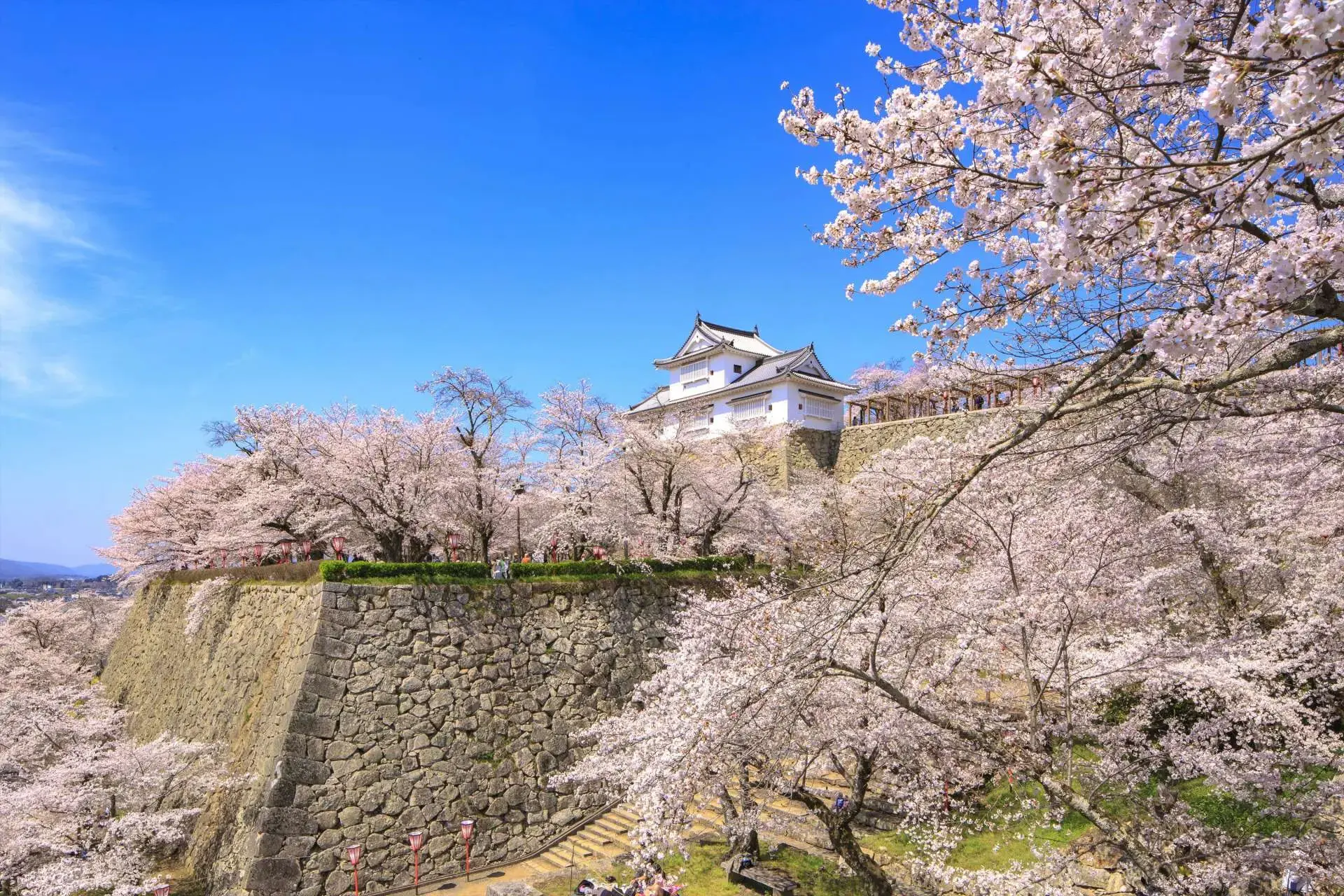 桜に包まれた「津山城（鶴山公園）」