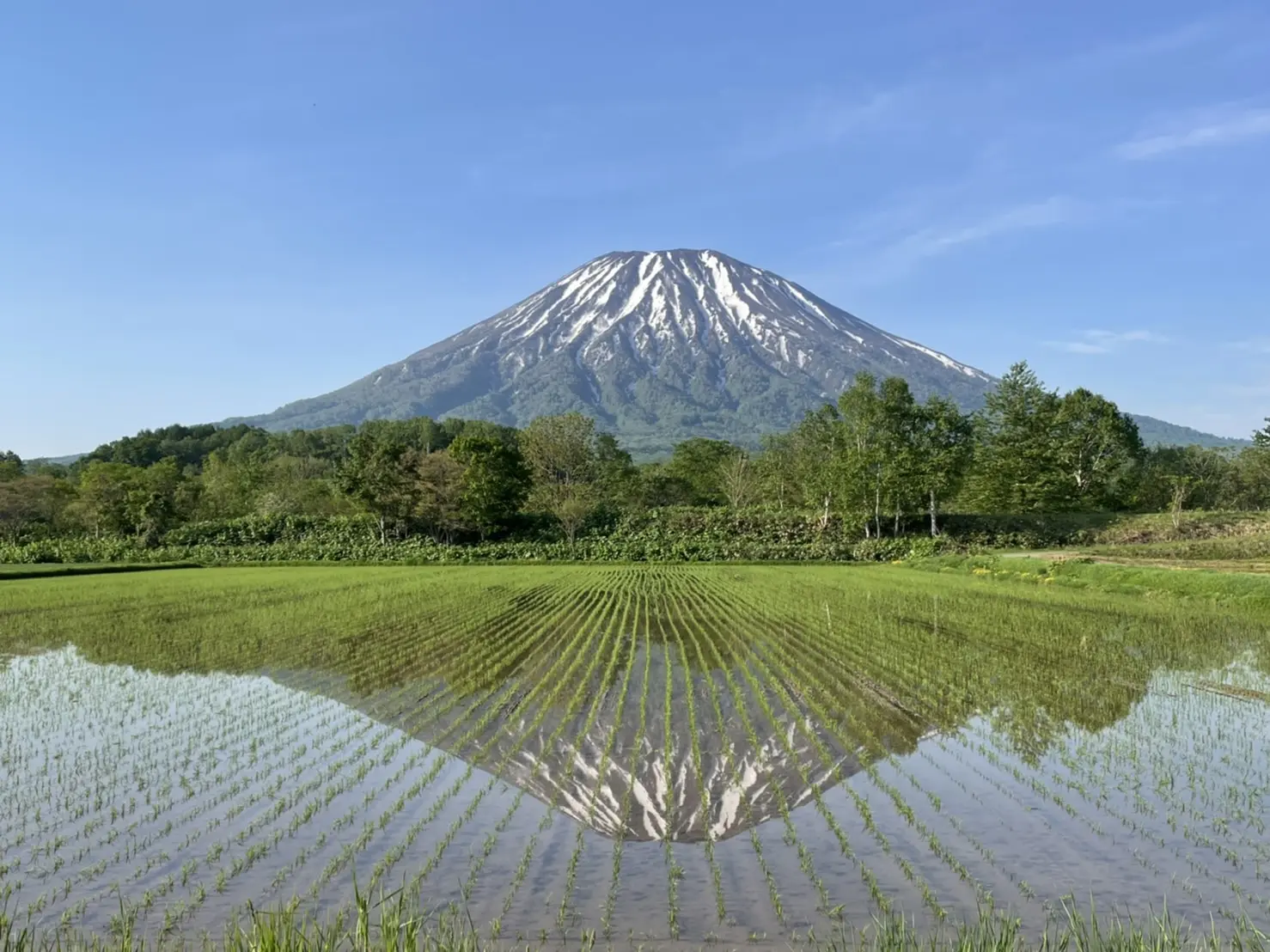 5月から6月にかけて見られる田んぼに映る羊蹄山