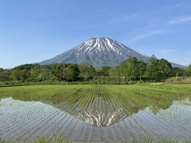 Mount Yotei Reflected in Rice Paddies (Best viewed May–June)