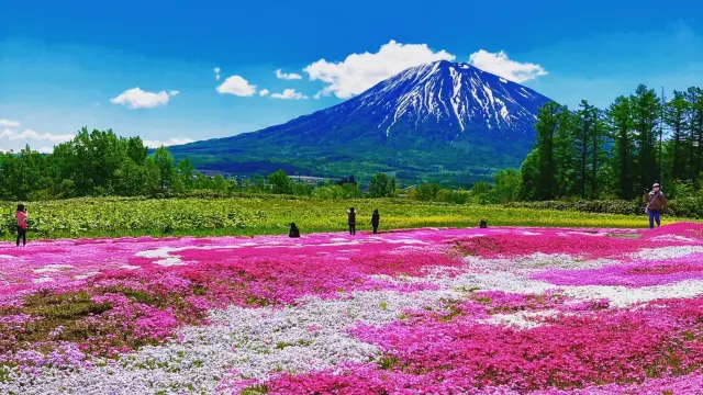 Summer Exclusive Trip Ideas: 2-Day Niseko Itinerary to Follow