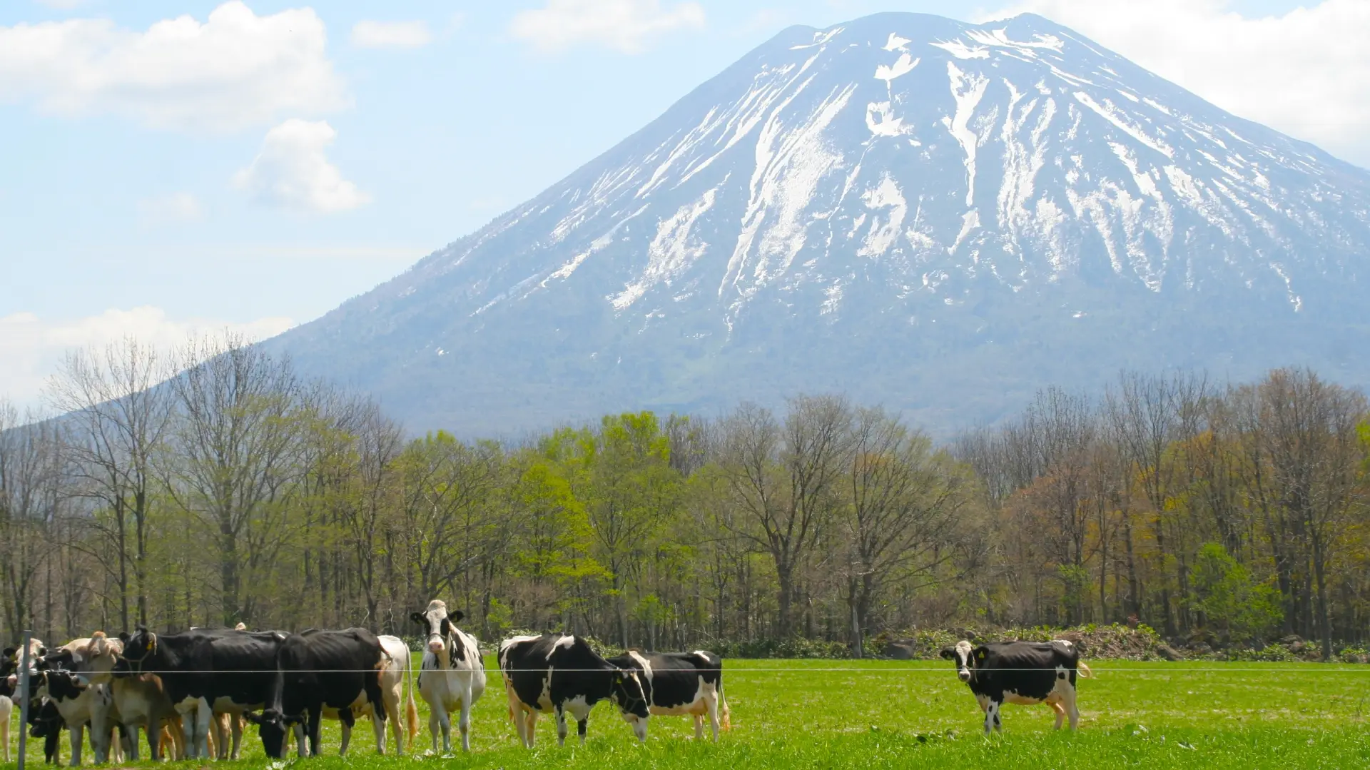 Panoramic views of majestic Mount Yotei from this lush dairy farm.