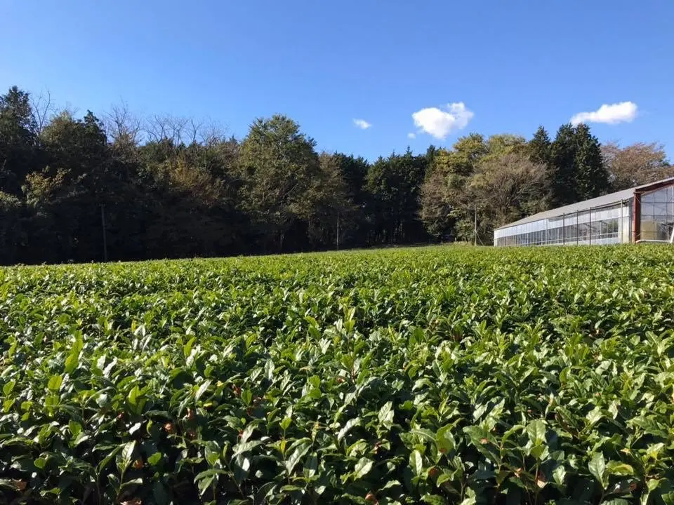 体験が開催される勝又製茶の茶畑