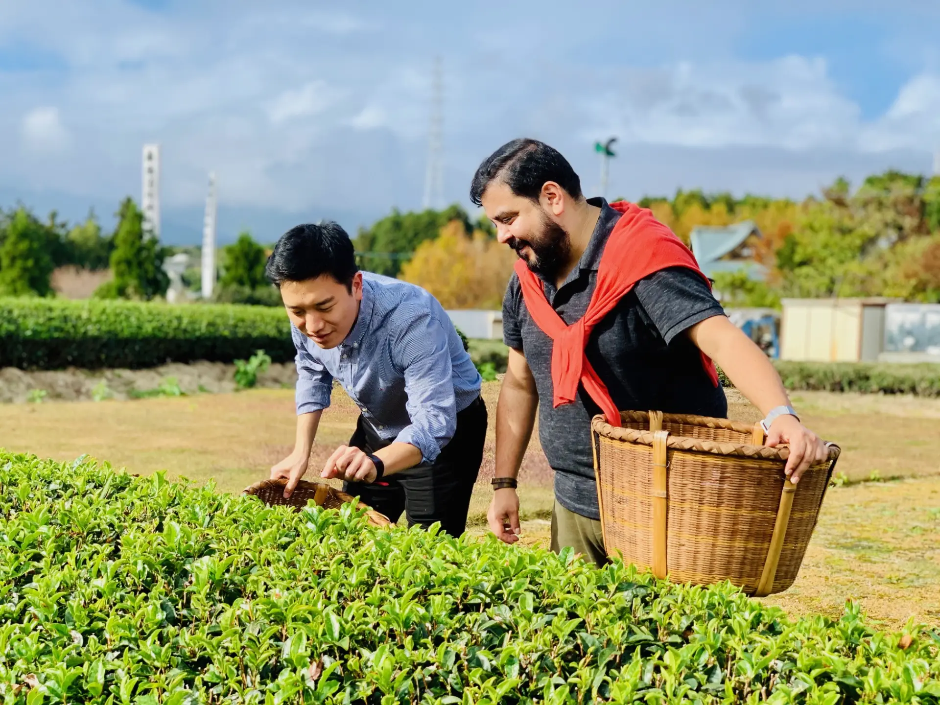 摘み方を教えてもらいながら、ひとつずつ自分の手で茶葉を摘む