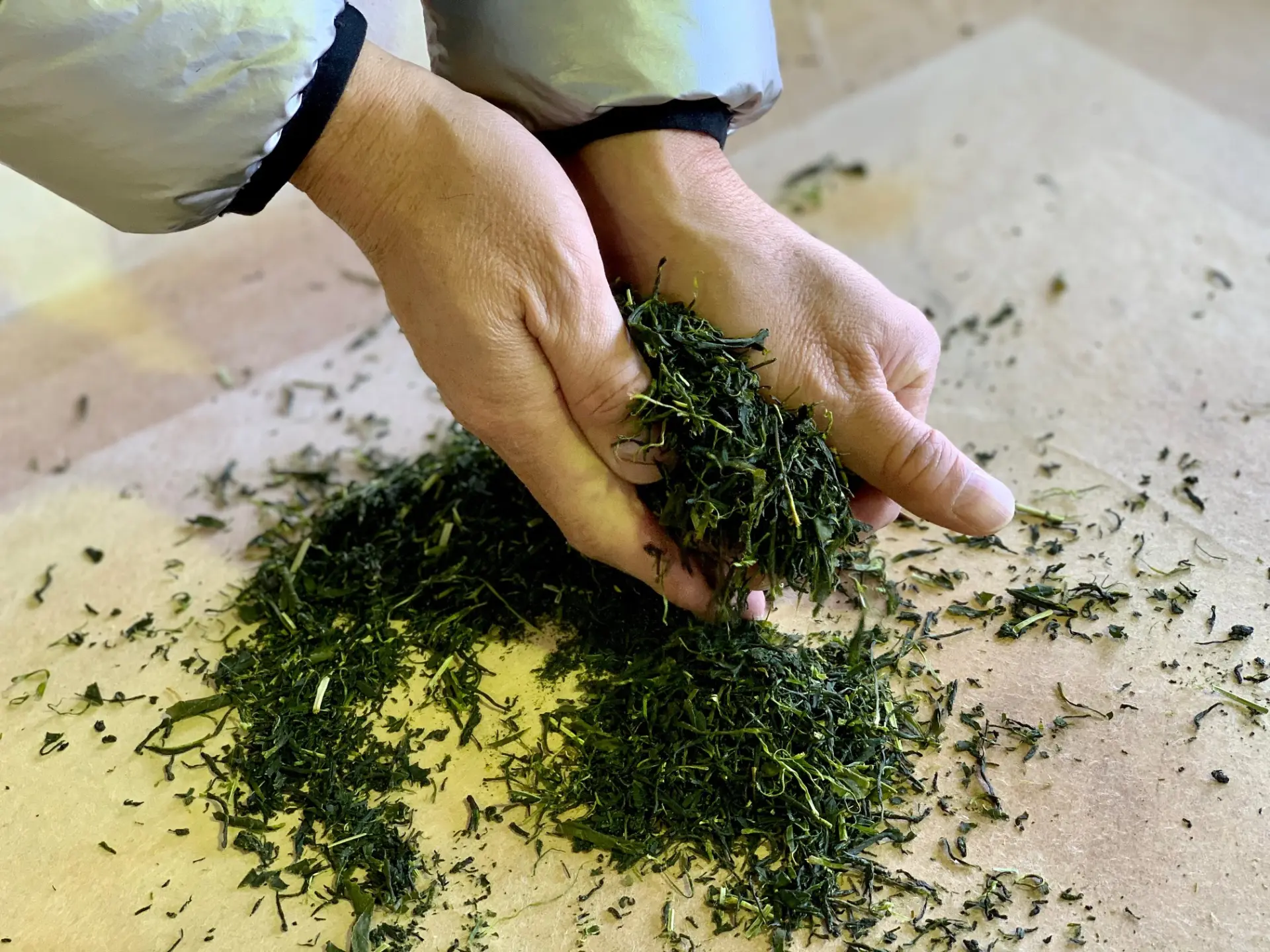勝又製茶で茶摘みから手揉みまで体験