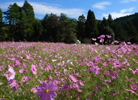 とよのコスモスの里の一面に咲き誇る花々