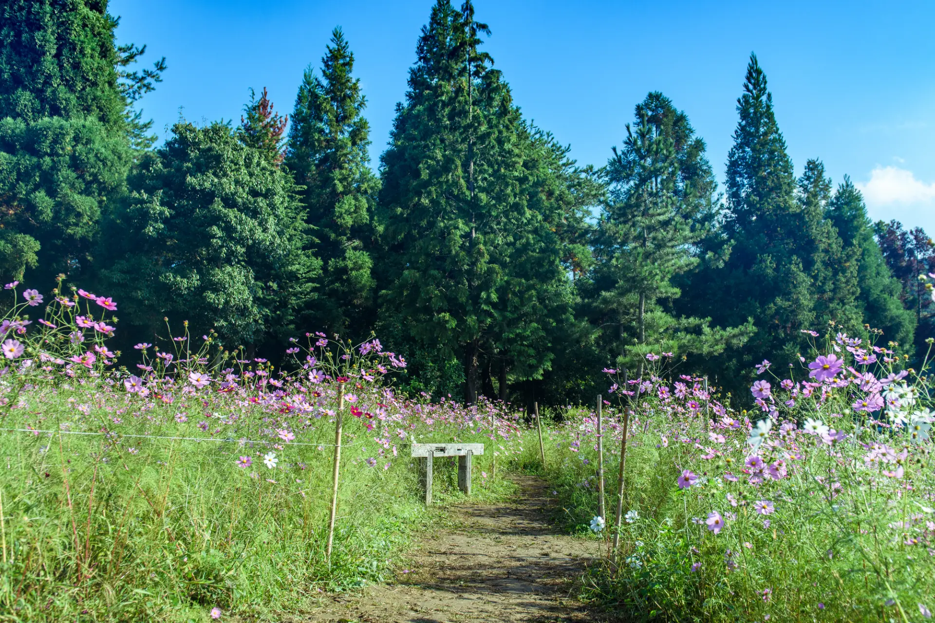 秋の絶景の中をゆっくり散歩してみよう