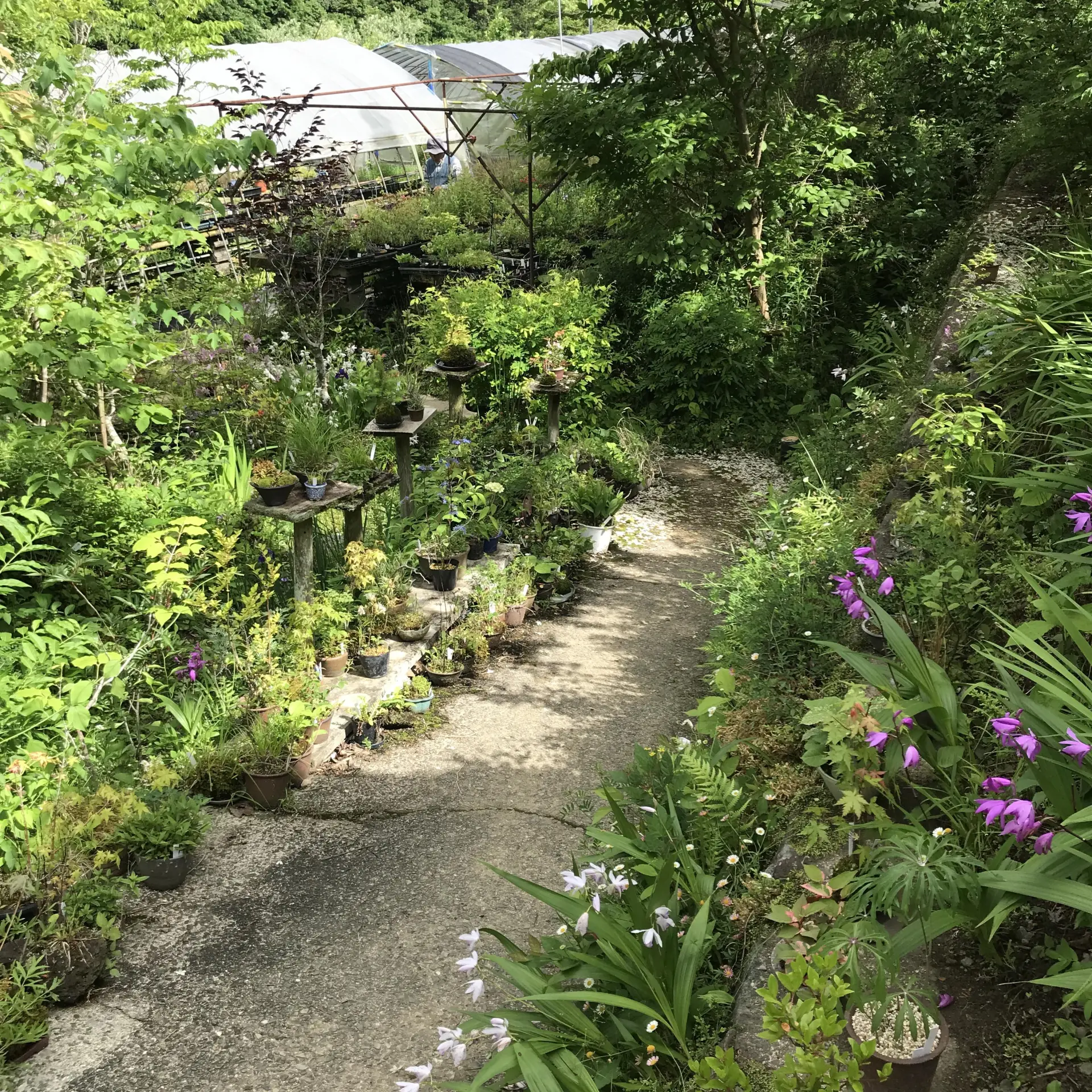 やまおか碧山苑