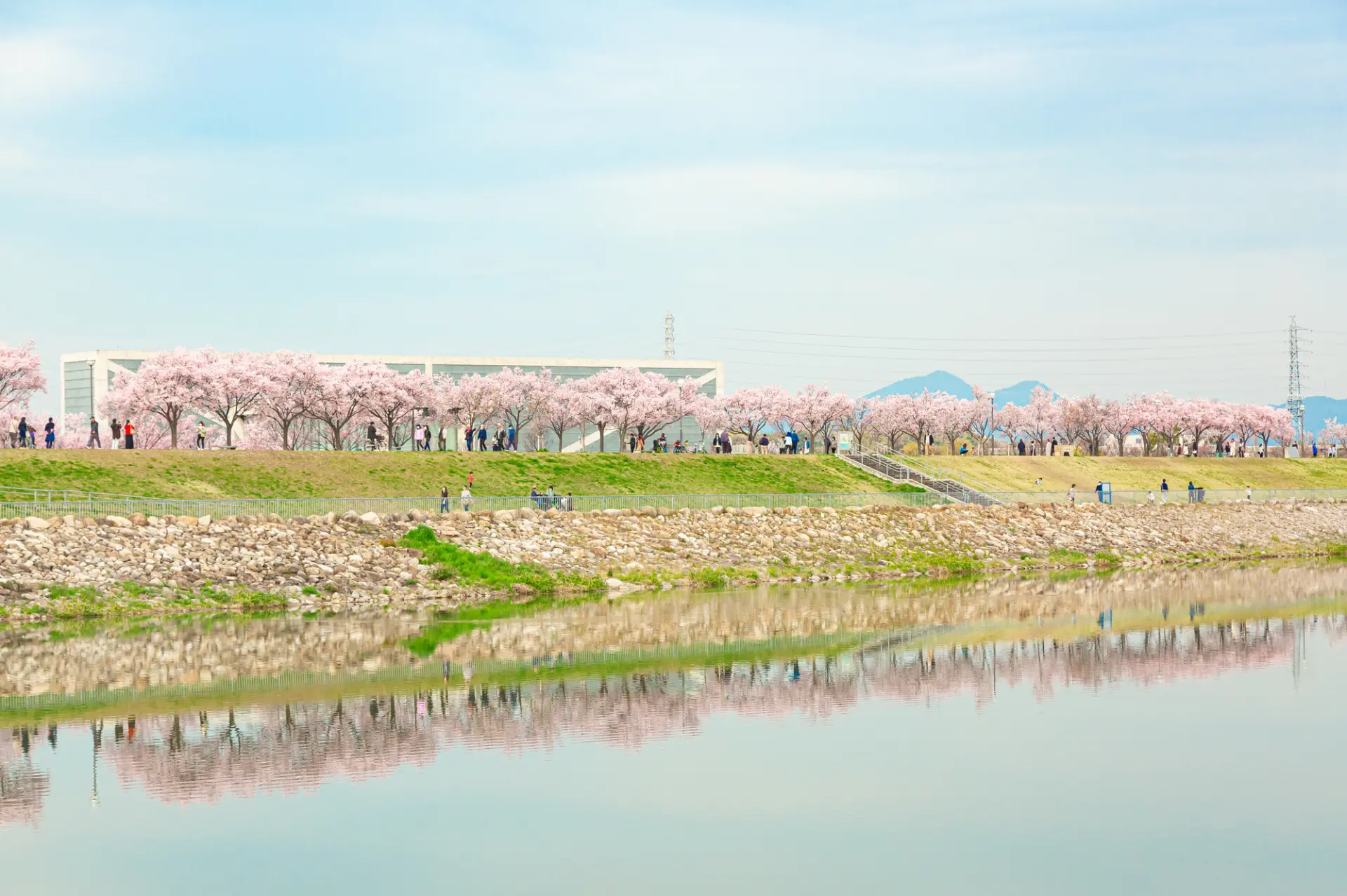 桜並木が池の水面に映る様子も美しい
