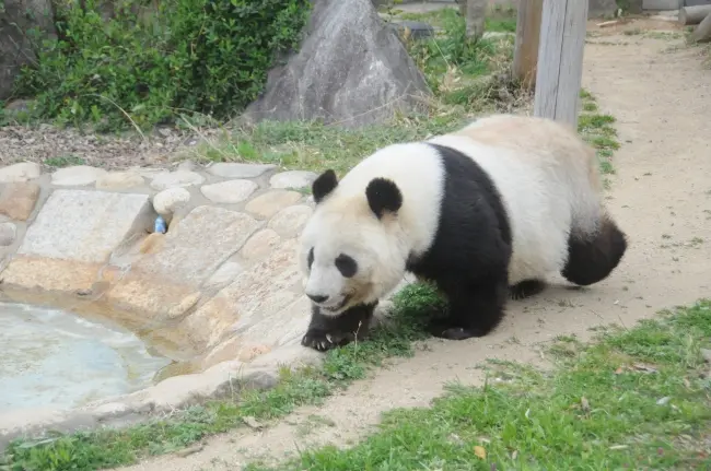 神戸市立王子動物園で飼育されているジャイアントパンダ