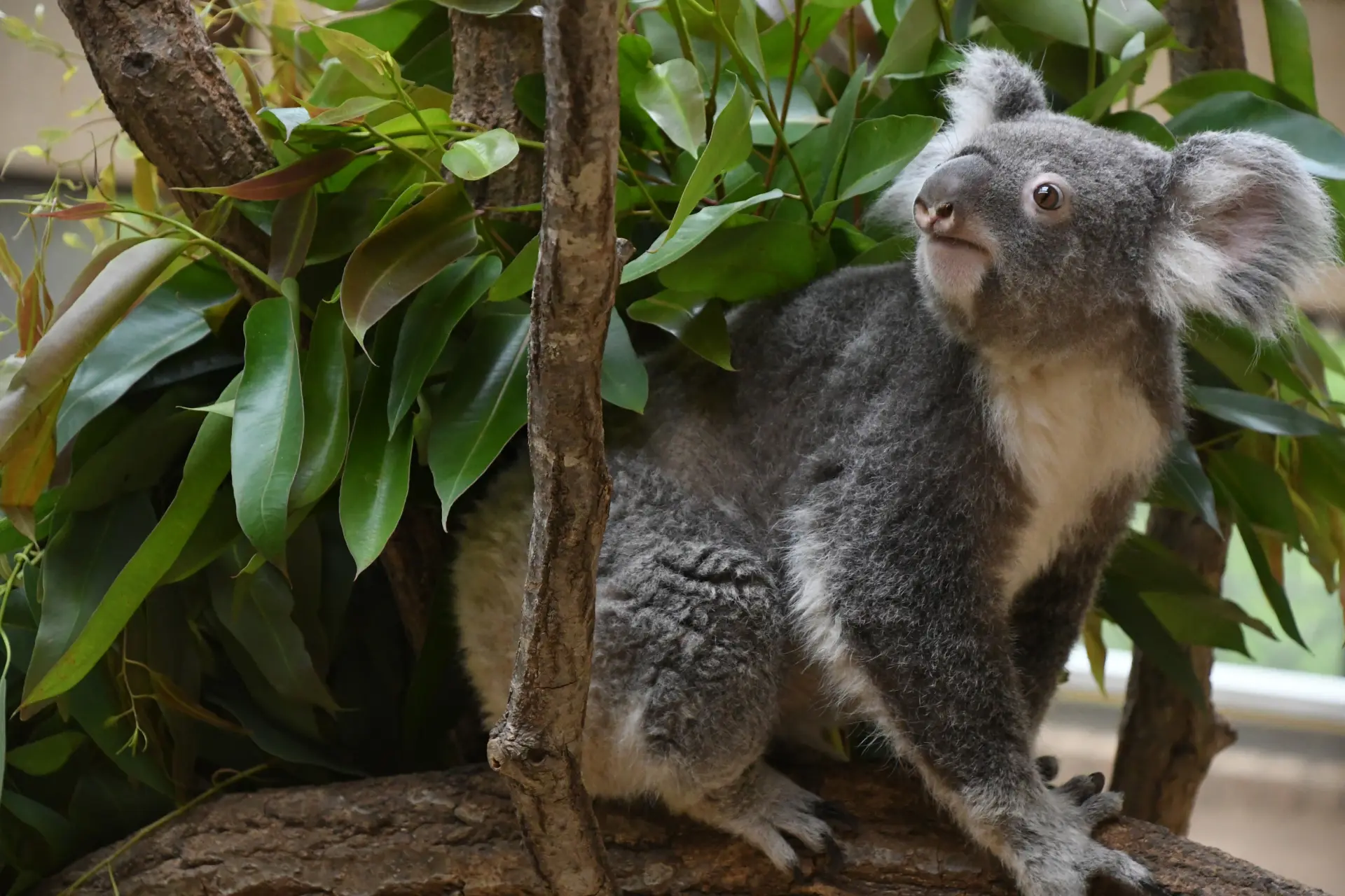 アトラクションから花見まで楽しめる動物園
