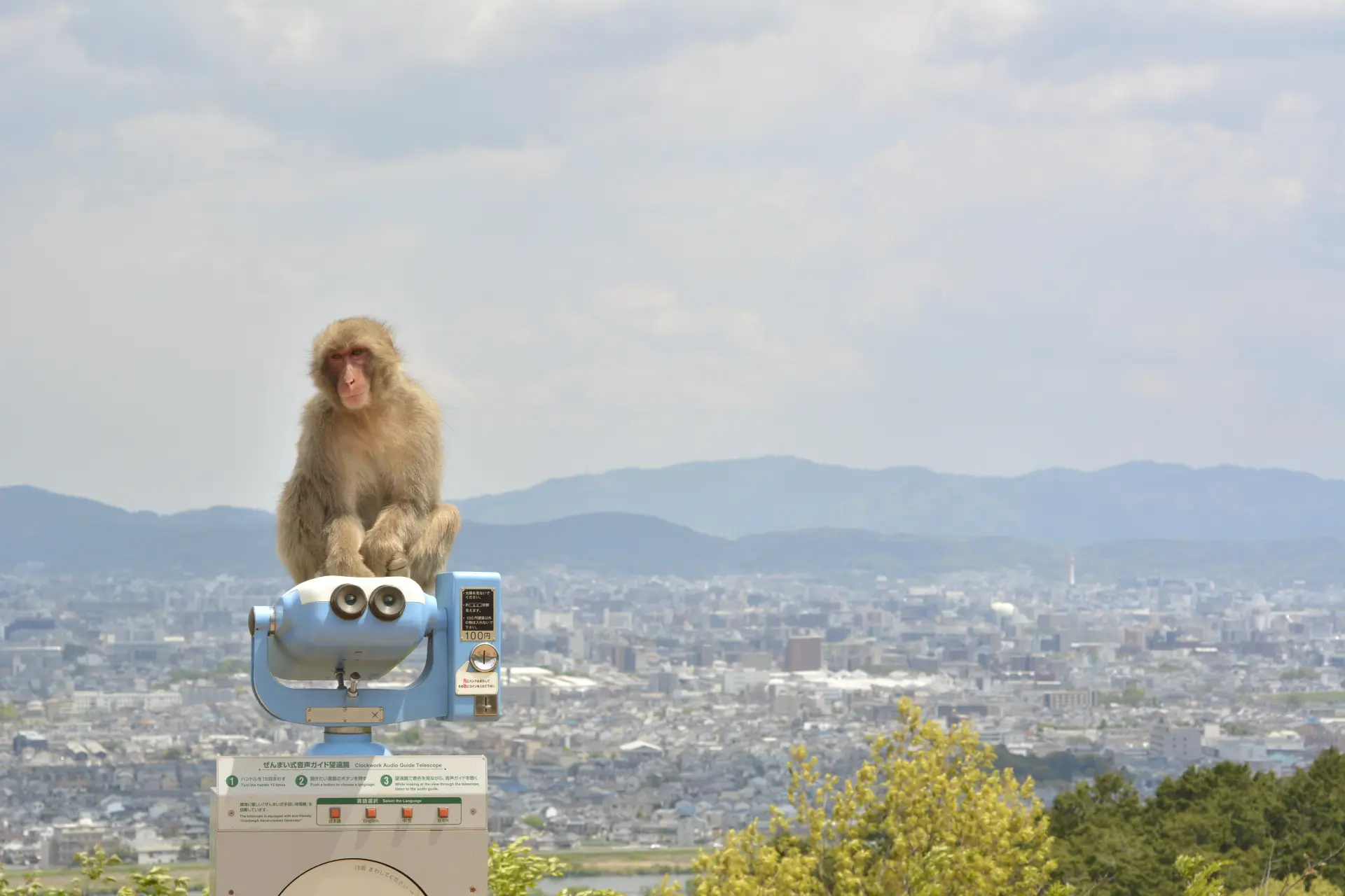 約120頭のニホンザルが野生の状態で暮らす山上のモンキーパーク