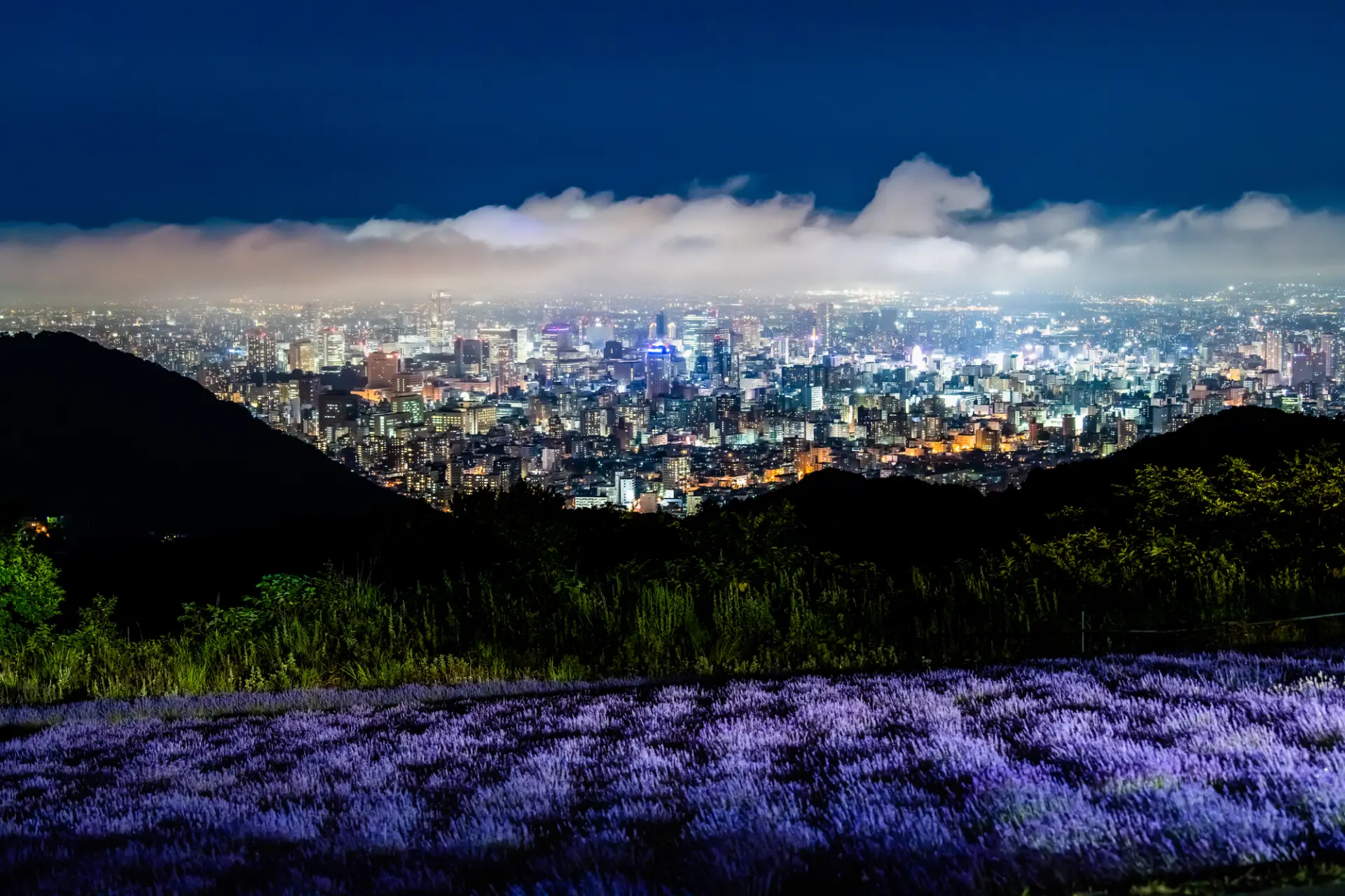 ラベンダー越しに美しい夜景の絶景を見られる