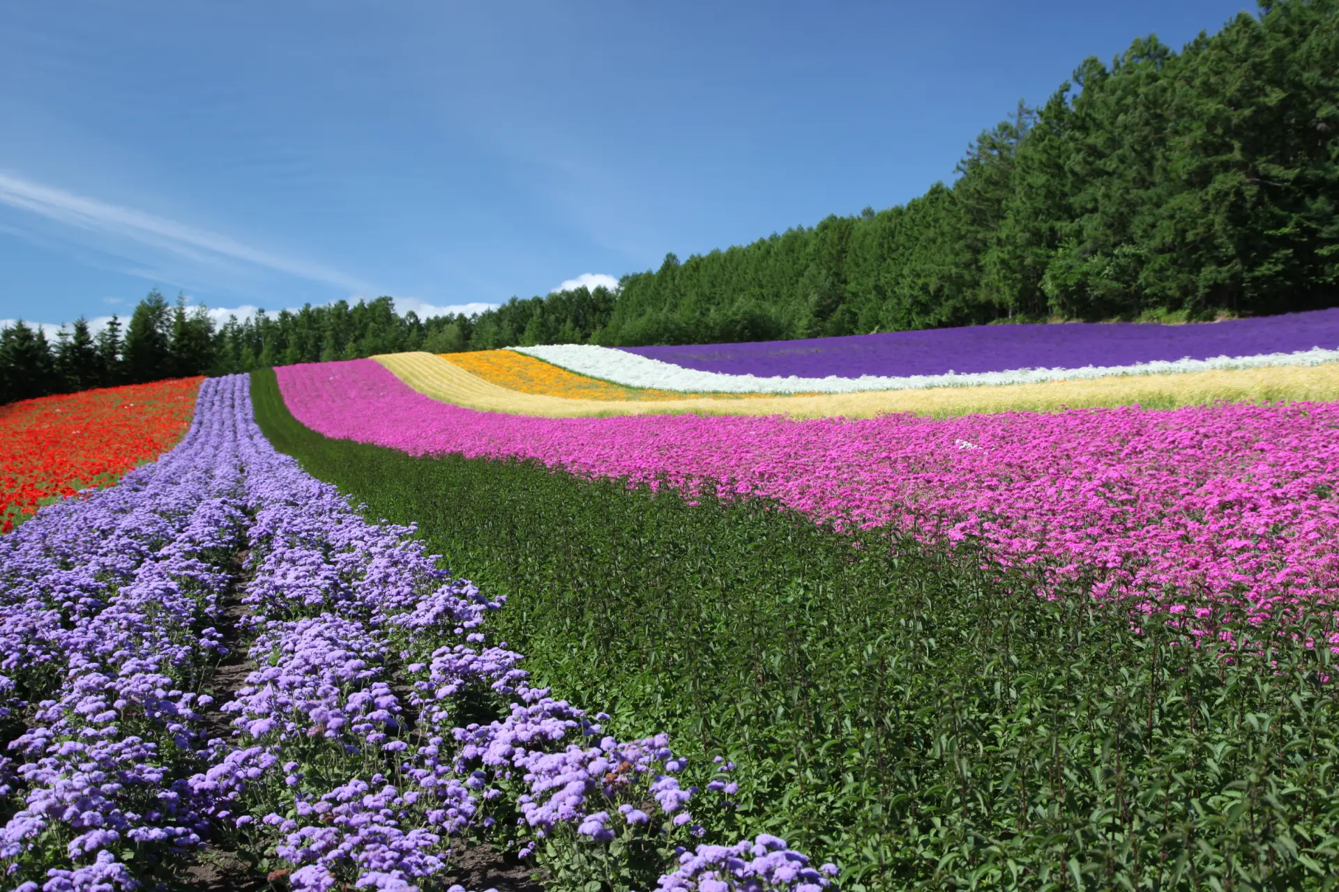 視界を埋め尽くす色とりどりの花の世界に感動