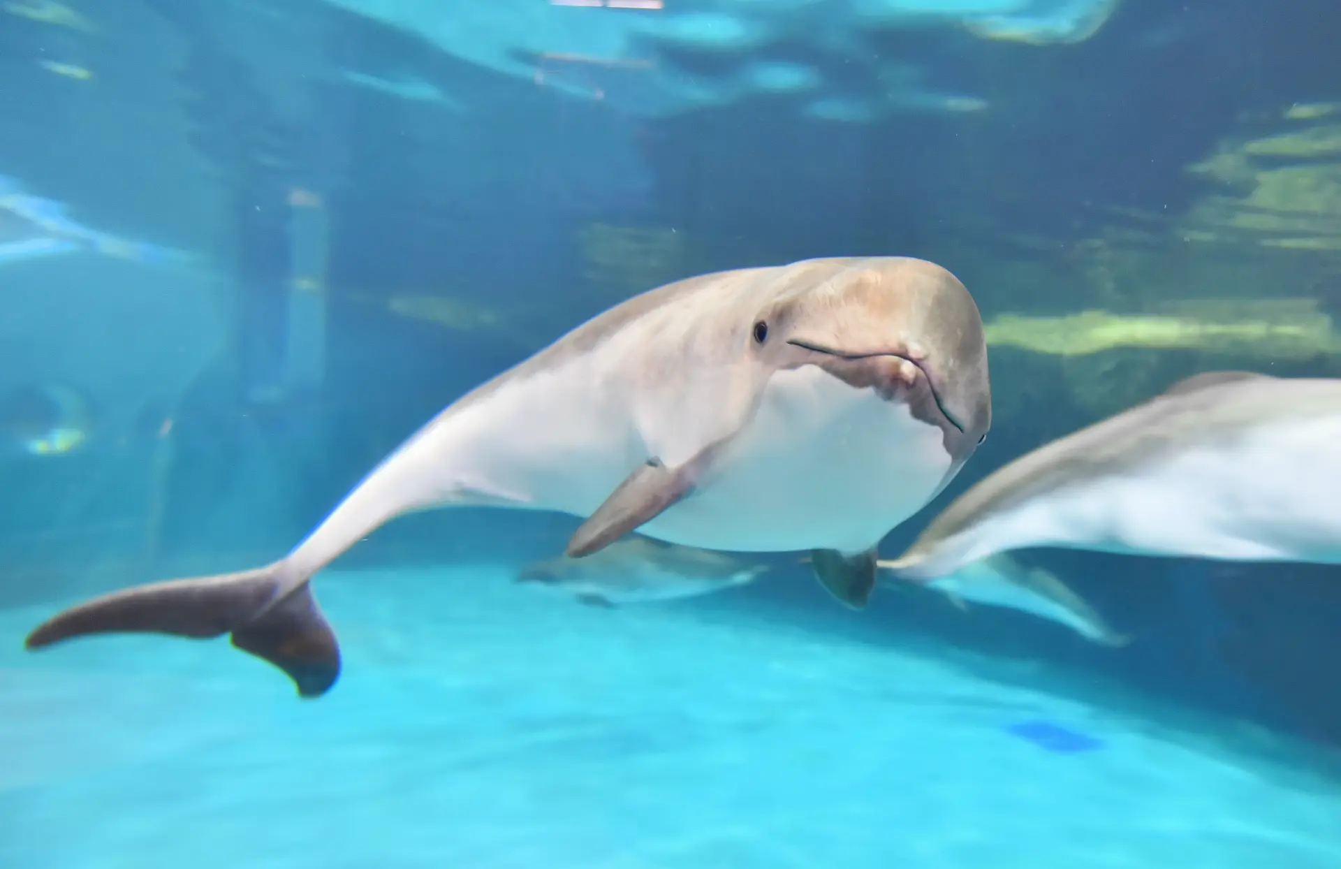 充実のパフォーマンスや自然に近い環境で暮らす海の生き物たちは必見！