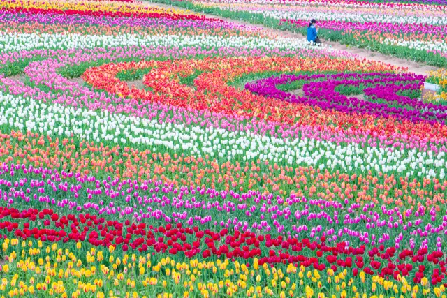 色彩繽紛的鬱金香開遍大地的春日花田
