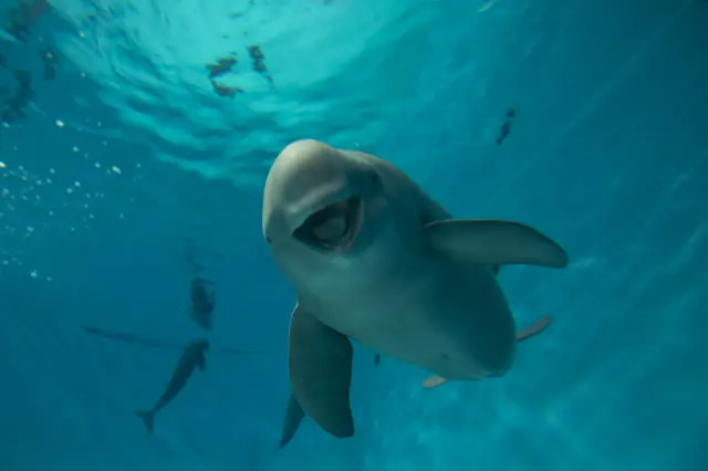 位於世界遺產之島「宮島」上，能接觸各種海洋動物的水族館