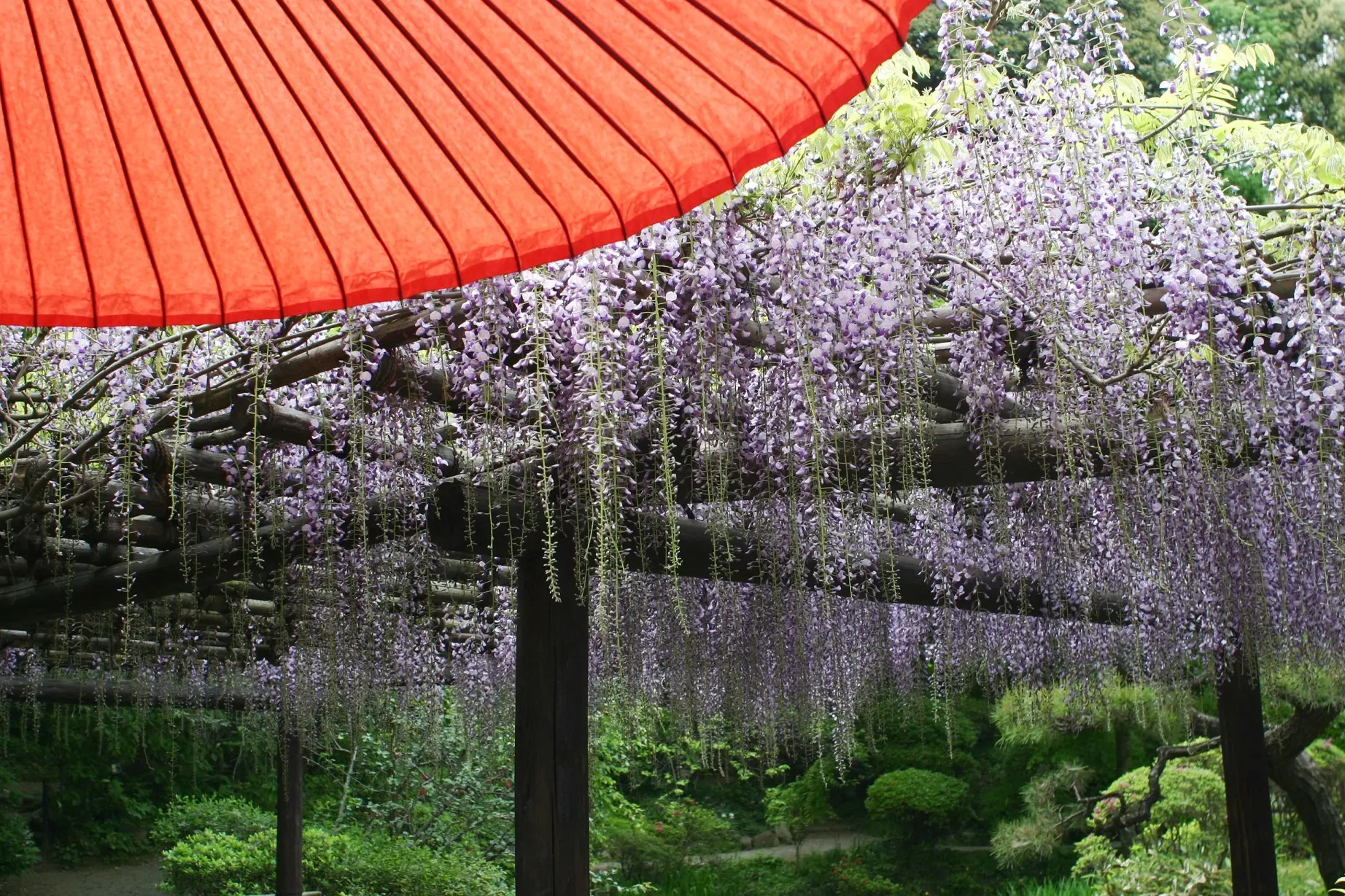 三檪庵前に咲く「藤」の長く垂れ下がる花房が人々を魅了