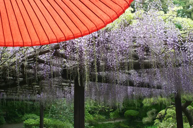 Long, cascading clusters of wisteria blooming in front of Sanreki-an captivate visitors.