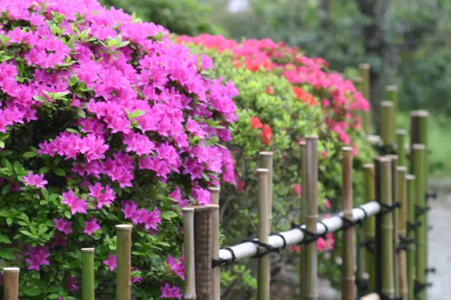 The blooming of azaleas marks the arrival of early summer.